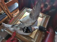 Taxidermy goosander for sale  LONDON