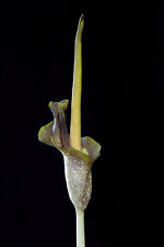 Amorphophallus gallaensis tuber Very Rare na sprzedaż  PL