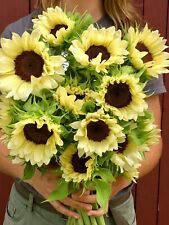 Valentine sunflower seeds for sale  FERRYHILL