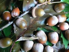 White oak acorn for sale  USA