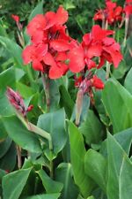 canna for sale  Shipping to Ireland