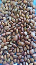 Semi seeds ceratonia usato  Italia