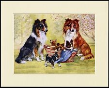 SHETLAND SHEEPDOG SHELTIE DOGS AND PUPPIES CHARMING DOG PRINT READY TO FRAME, used for sale  COLEFORD