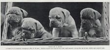 Bulldog pups foursome for sale  Tampa