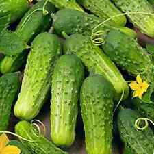 Boston pickling cucumber for sale  Tarpon Springs