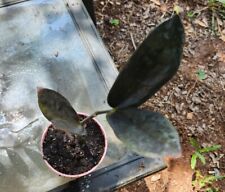 Raven plant for sale  Boiling Springs