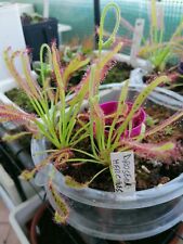 Drosera hercules usato  Roma