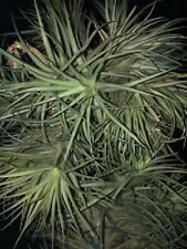 Tillandsia piante aria usato  Paterno