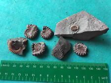 Calcite ammonites for sale  WEST BROMWICH