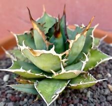 agave titanota usato  Napoli