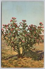 Cholla Cactus Cylindric Stemmed Cane Opuntia Fulgida Buckhorn VNG UNP Postcard, used for sale  Shipping to South Africa