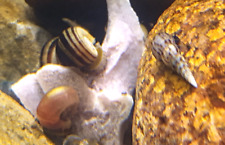 Freshwater snail mixed for sale  Rhodes