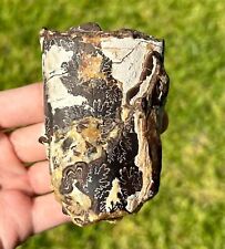 Baculites fossil calcite for sale  Coppell