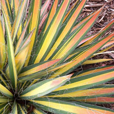 Yucca filamentosa color d'occasion  Pouzauges