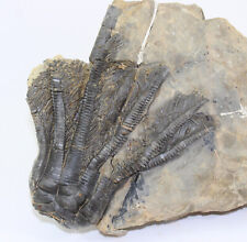 Crinoids encrinus liliiformis for sale  Shipping to United Kingdom