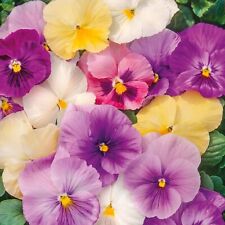 Pansy mix pastels for sale  Sevierville
