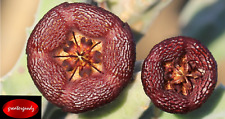 Stapelia engleriana jumbo for sale  Freeport