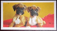 Boxer puppies vintage for sale  DERBY