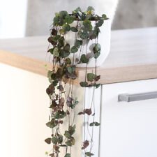 House plant string for sale  IPSWICH