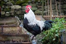 Silver black marans for sale  LANCASTER