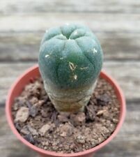 Cactus mexico ariocactus d'occasion  Chaumont