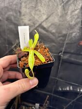 Nepenthes micramphora rare for sale  Rehoboth