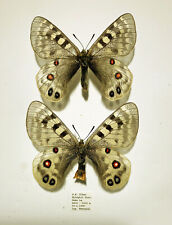 PARNASSIUS IMPERATOR IRMAE(=evansi)***** pair Nr. 1 ******SE TIBET for sale  Shipping to South Africa