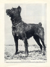 Bouvier flandres standing d'occasion  Expédié en Belgium