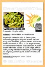 Cyclanthera pedata inkagurke gebraucht kaufen  Dresden