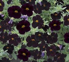 Calibrachoa trailing petunias for sale  Shipping to Ireland