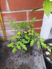 Basket tomato plant for sale  SOUTHAMPTON