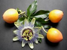 Semi passiflora caerulea usato  Italia