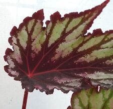 Begonia rex helen for sale  Shipping to Ireland