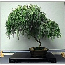 Bonsai tree dwarf for sale  Loughman