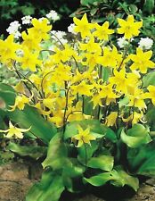 Potted litre erythronium for sale  ALFRETON