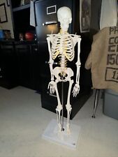 skeleton model for sale  Shipping to Ireland