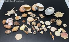 natural large seashells for sale  South San Francisco
