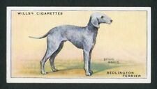 Bedlington terrier wills for sale  Shipping to Ireland