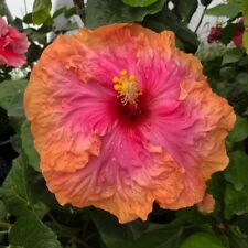 Exotic tropical hibiscus for sale  Shipping to Ireland