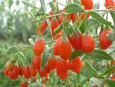 Goji berry lycium for sale  Elko