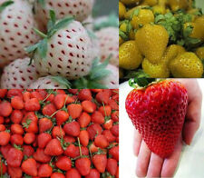 Erdbeeren sortiment xxl gebraucht kaufen  Schmidmühlen