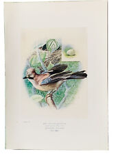 Jay bird original for sale  CARSHALTON