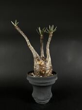 Pachypodium gracilius - B for sale  Shipping to South Africa