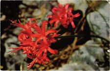 Used, CPM AK Nerine Sarniensis, Cape SOUTH AFRICA (1263925) for sale  Shipping to South Africa