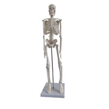 Medical anatomical skeleton for sale  Shipping to Ireland