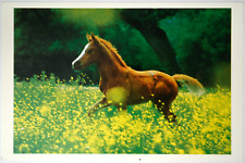 Pferde postkarte weingarten gebraucht kaufen  Langen