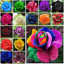 Multi coloured rose for sale  WINSFORD