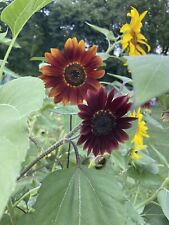 Sunflower red sun for sale  Kingsville
