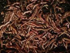 Dendrobaena worms fishing for sale  KIDDERMINSTER