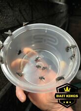 Live flies pupae for sale  HALIFAX